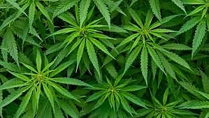 kannabisz.jpg