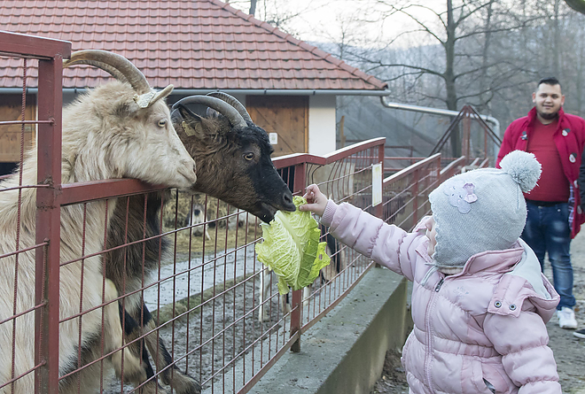 allatok_karacsonya20171227_bl_009_web.jpg