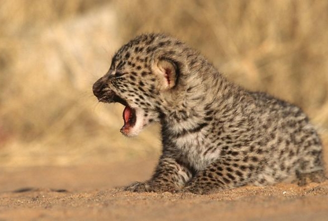 baby_leopard_baba_kolyok_referencecom.jpg