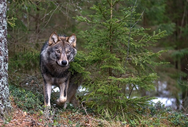 farkas_foto_sergey_gorshkov_wild_wonders_of_europe_wwf.jpg