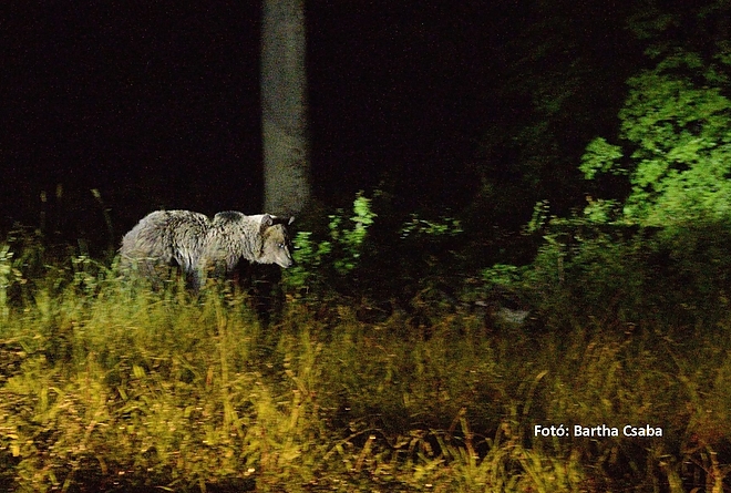 medve_bukki_nemzeti_park.jpg