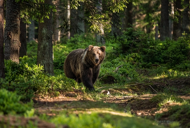 medve_foto_tomas_hulik_wwf.jpg