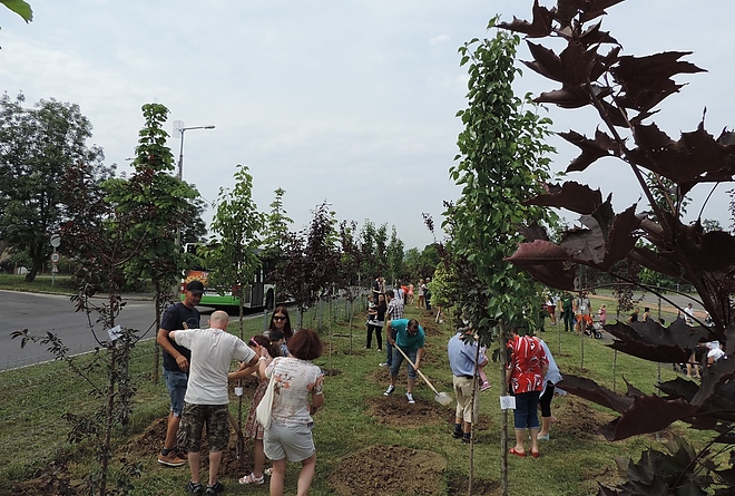 ujszulottpark_avas_fodorz_180609_ki_52.jpg ujszulottpark_avas_fodorz_180609_ki_52.jpg