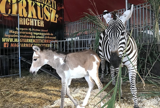 zebra_szamar_magyar_nemzeti_cirkusz.jpg