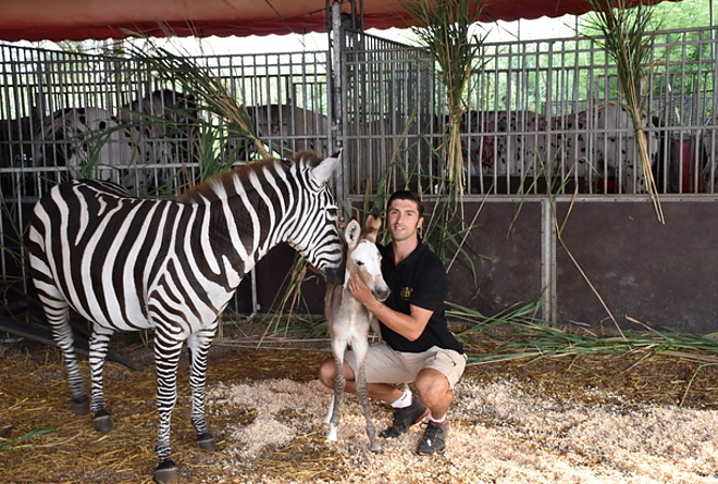 zebra_szamar_magyar_nemzeti_cirkusz2.jpg