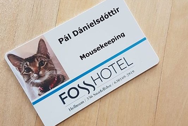 pal_a_macska.jpg