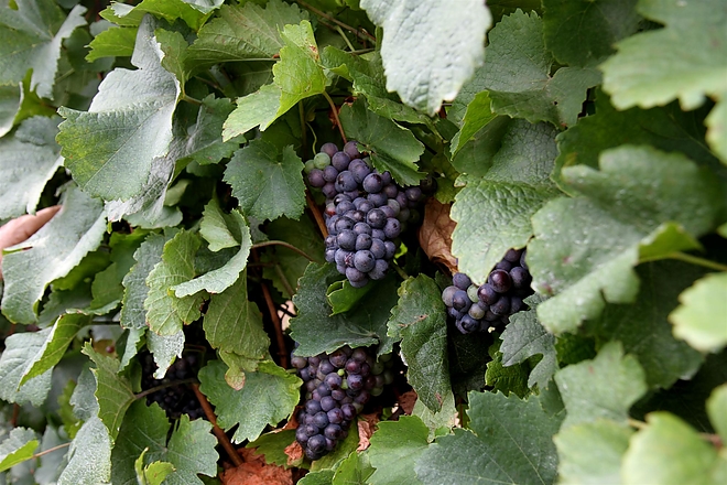 szolo_szuret_pingyom_160810_ja_10.jpg