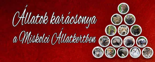 allatok-karacsonya-2017.jpg
