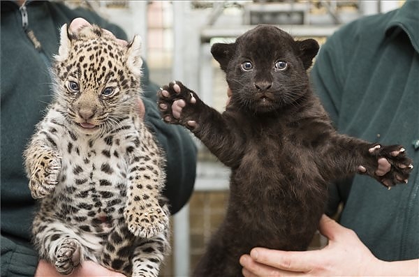 jaguarok.jpg