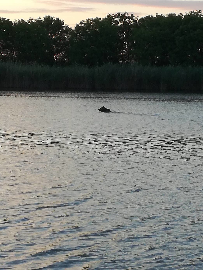 medve_holt_tisza.jpg