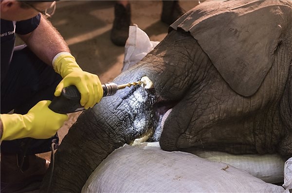 elefant_agyar_mutet3.jpg