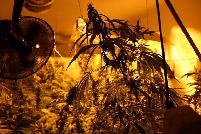 marihuana_ultetveny_diler.jpg marihuana_ultetveny_diler.jpg