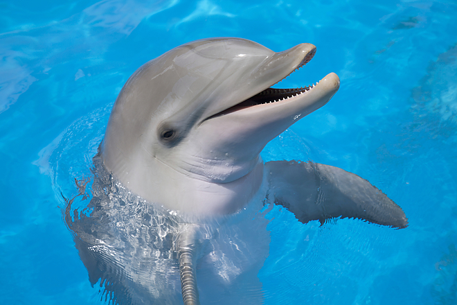 delfin.jpg