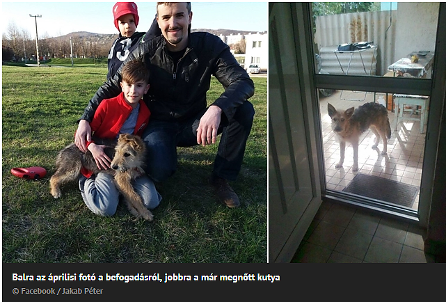 jakabkutya.png