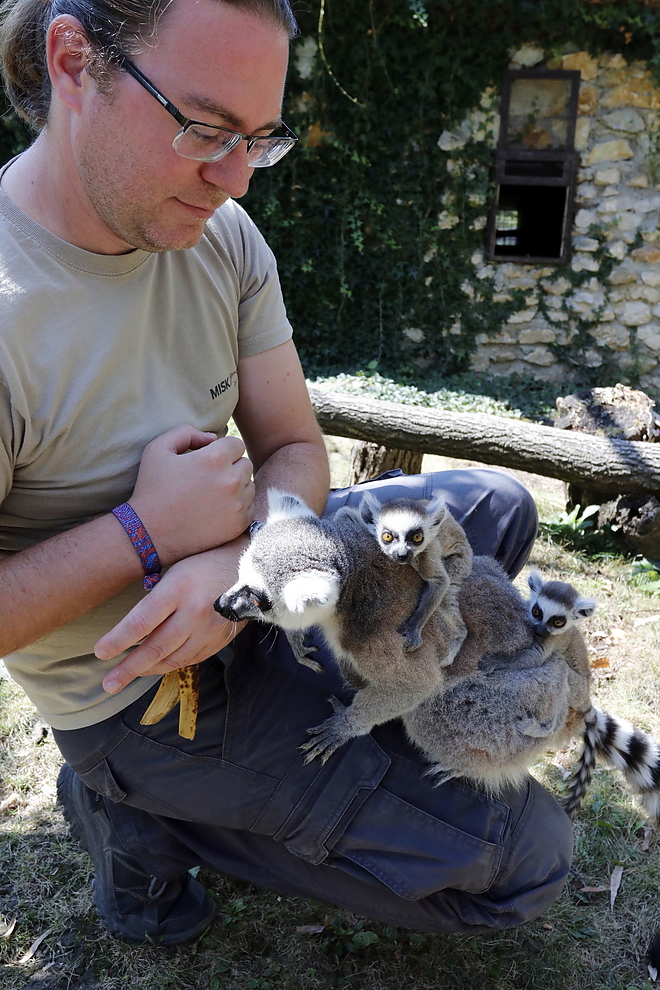 lemur_20180828_vcs_06.jpg