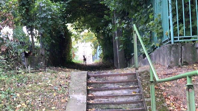bodoteto_oz_ujmiskolconlattam_180929_1.jpg