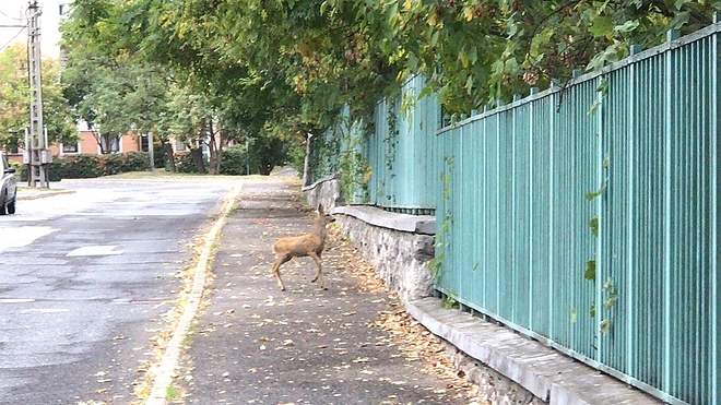 bodoteto_oz_ujmiskolconlattam_180929_2.jpg