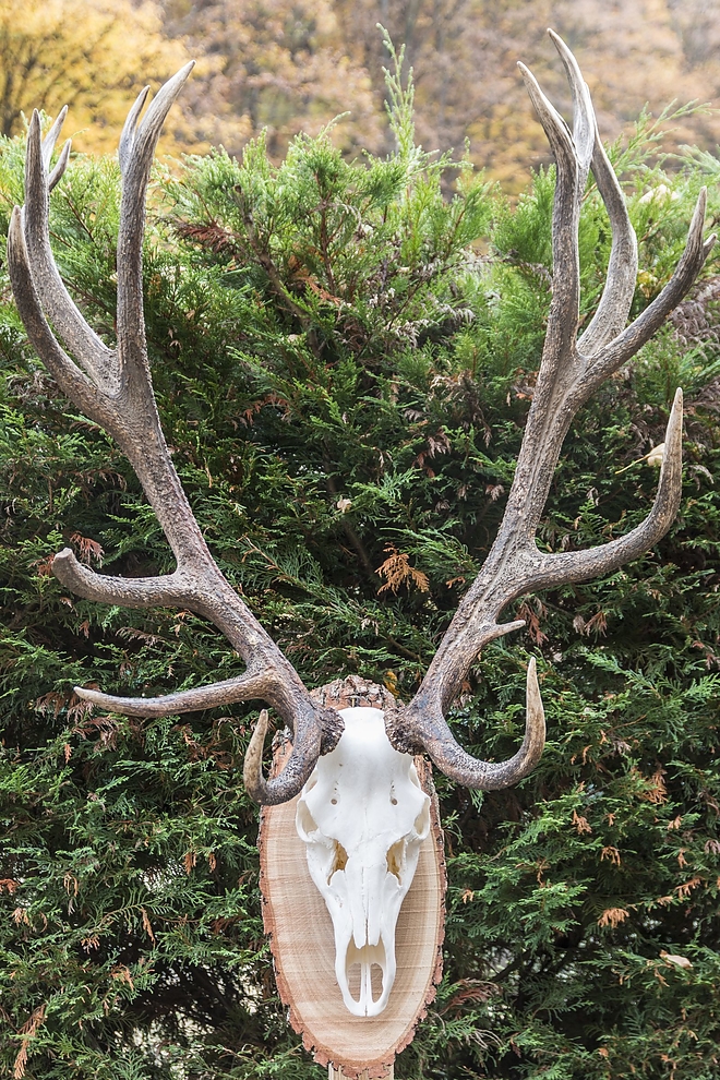 trofeamustra4_a_repashutai_aranyarmes.jpg