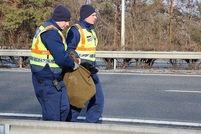 kutyamentes2_autopalya_rendorok.jpg
