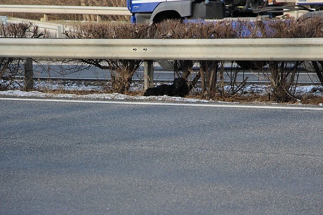 kutyamentes_autopalya_rendorok.jpg