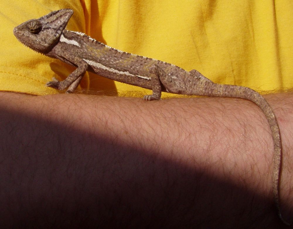 sisakosleguan2.jpg