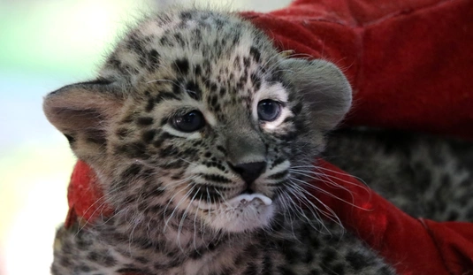 Perzsa leopárd kölyök a Miskolci Állatkertben 