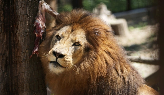 Száhel nap a Miskolci Állatkertben 