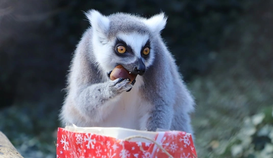 Állatok karácsonya a Miskolci Állatkertben 