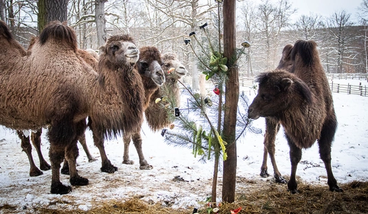 Állatok karácsonya a Miskolci Állatkertben 
