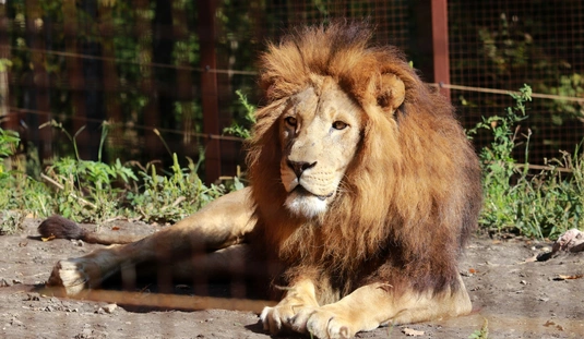 Állatok világnapja a Miskolci Állatkertben 