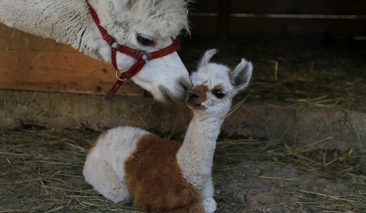 Újabb alpaka született a Baráthegyi Majorságban 