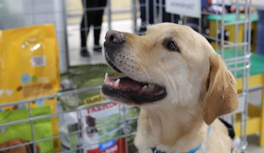 Jótékonysági akció a Baráthegyi vakvezető kutyákért 