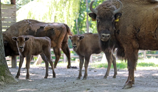 Bölényborjak születtek a Miskolci Állatkertben 