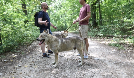 Farkaskutyákkal sétáltunk a Csanyikban 