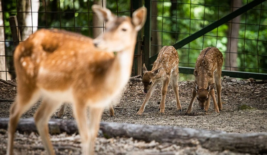 Dámszarvas borjak a Miskolci Állatkertben 
