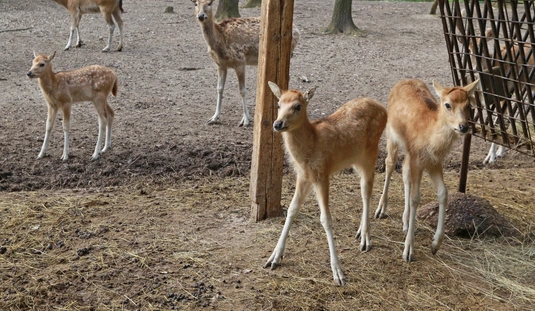 Dávid-szarvas borjak születtek a Miskolci Állatkertben 