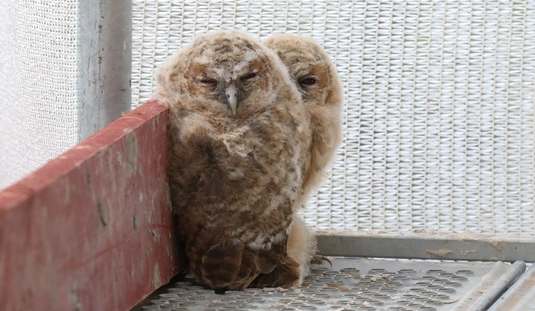 Bagolycsalád a Diósgyőri várban 