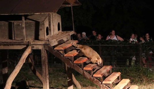 ÉjszakáZOO - nyáresti séta az állatkertben 