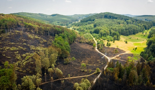 Bükk-fennsík az erdőtűz másnapján 