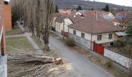 Fakivágás a Torontáli utcán 