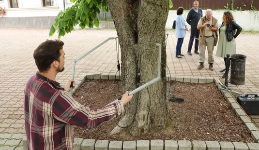 Folyamatban a Vár utcai gesztenyesor állapotfelmérése 