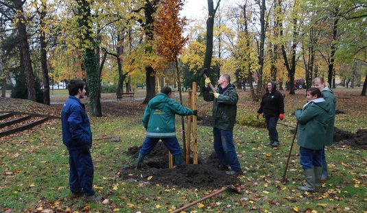 Faültetés a Népkertben 