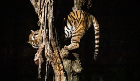 Halloween est a Miskolci Állatkertben  