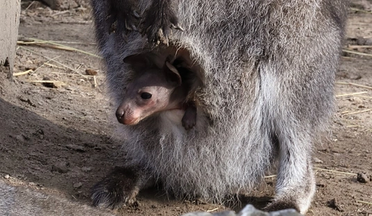 Kenguru bébik születtek a Miskolci Állatkertben 