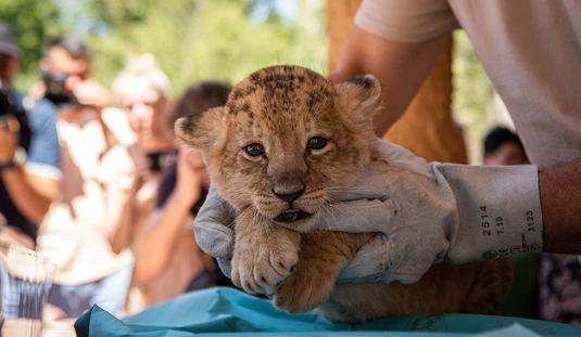 Oroszlánkölykök születtek a Miskolci Állatkertben 