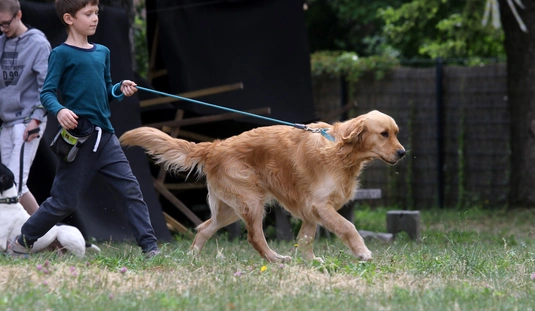 Kutyás napközi a Diósgyőri várnál 