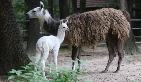 Lámacsikó született a Miskolci Állatkert és Kultúrparkban 