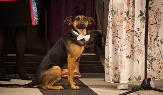  MÁSA bál a Vigadóban 