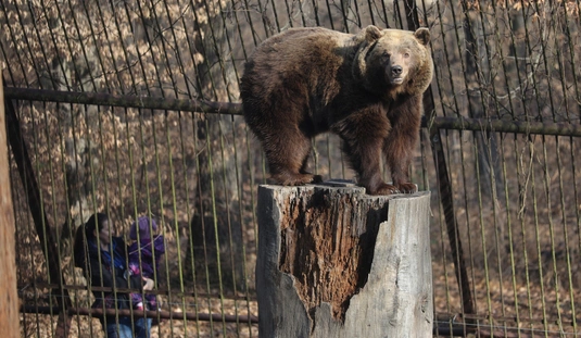 Nem ijedt meg az árnyékától a medve 