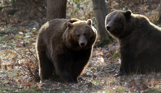 Tavaszról jósoltak a miskolci állatkert medvéi 